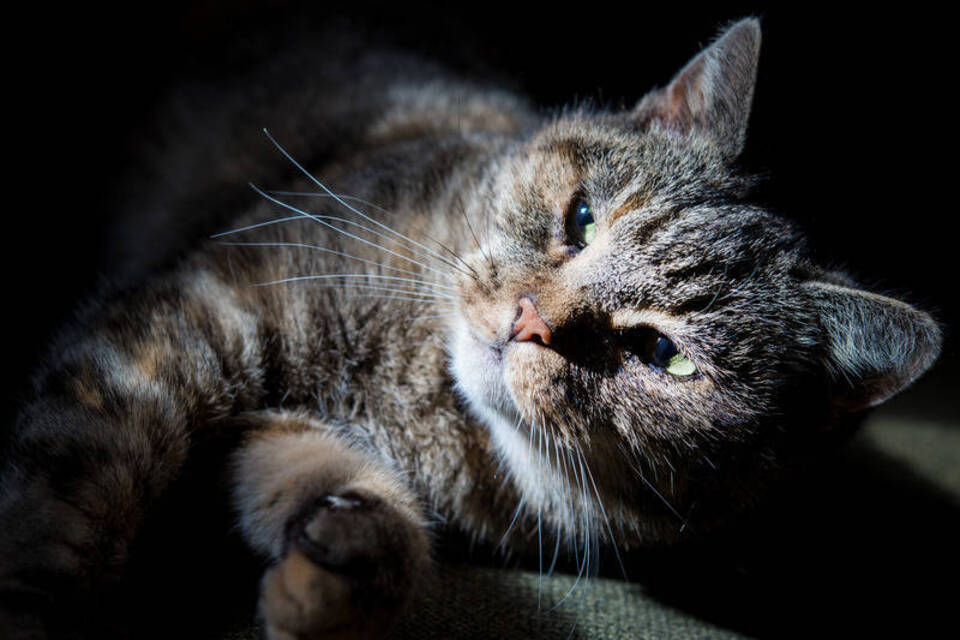 Katzenmusik auch für Menschenohren Katzenmusik auch für Menschenohren