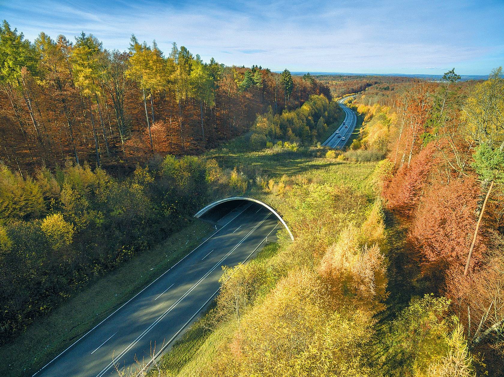 Dielheim: Kommt eine Grünbrücke für die A 6? - Wiesloch - RNZ
