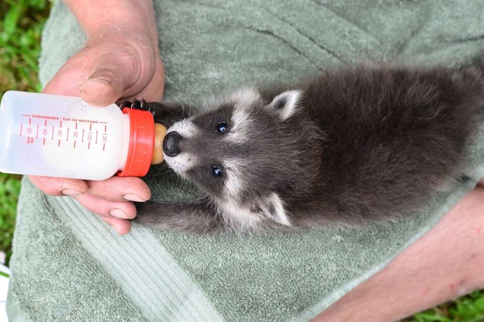 Waschbär Waschbär