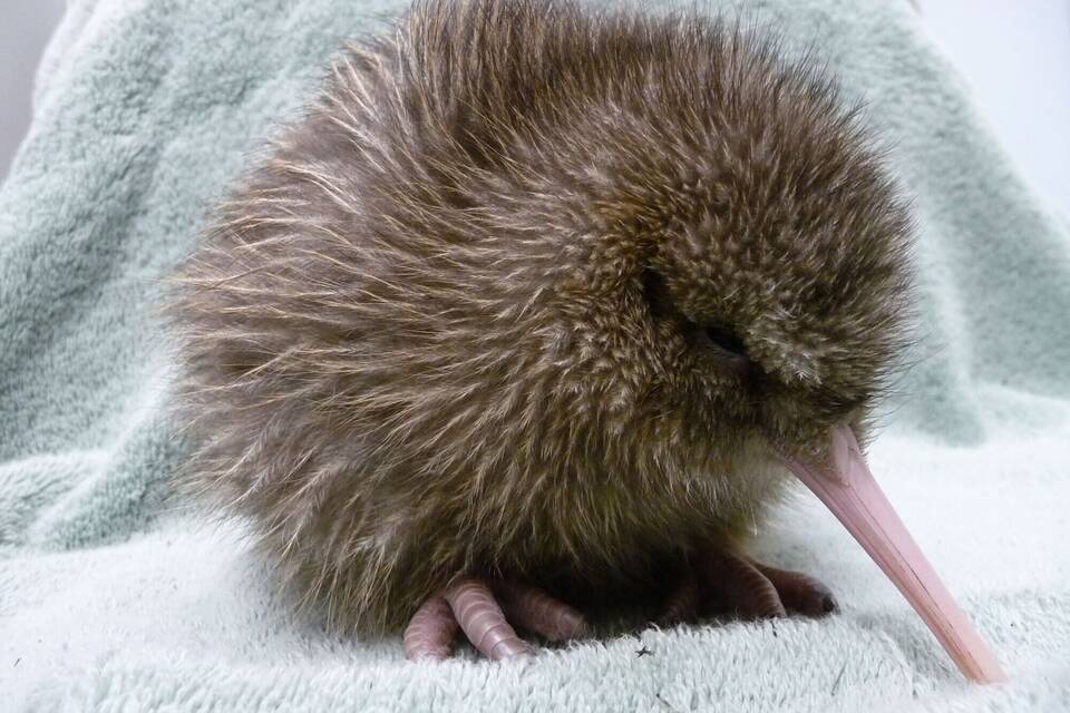 Kiwi Kiwi
