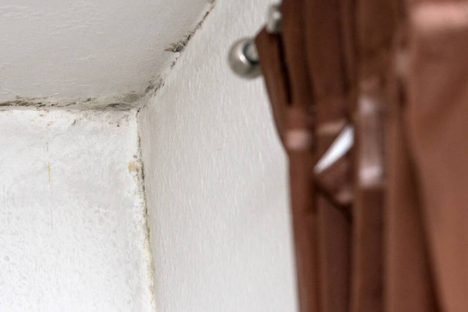 Schimmel im Zimmereck: Im Winter herrschen beste Wachstumsbedingungen Schimmel im Zimmereck: Im Winter herrschen beste Wachstumsbedingungen