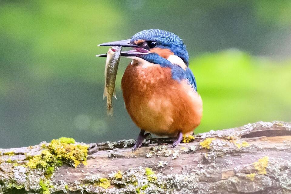 Eisvogel Eisvogel