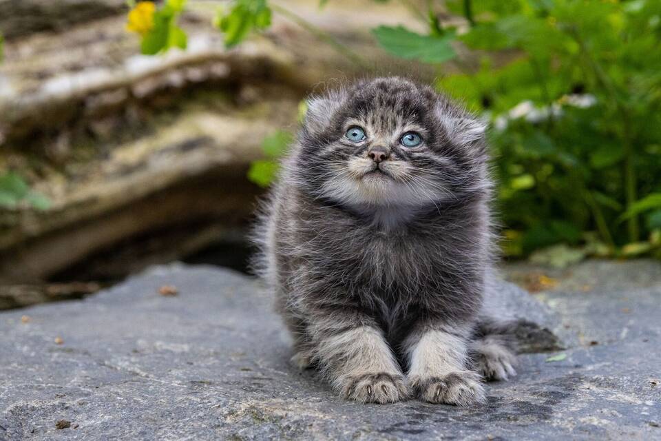 Pallaskatze Pallaskatze