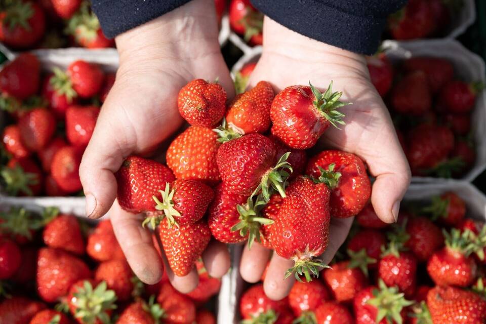 Erdbeeren Erdbeeren