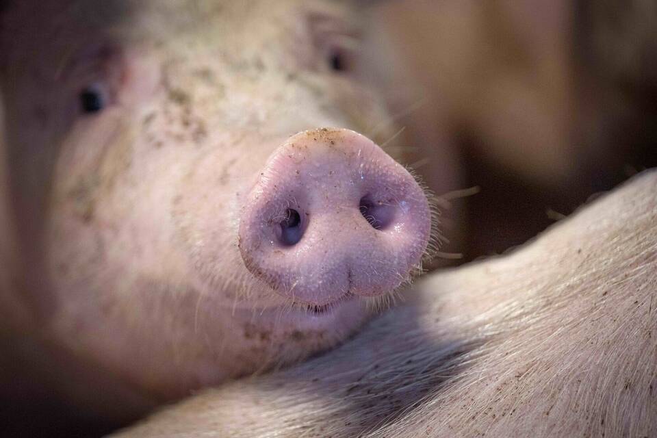 Schweinehaltung Schweinehaltung
