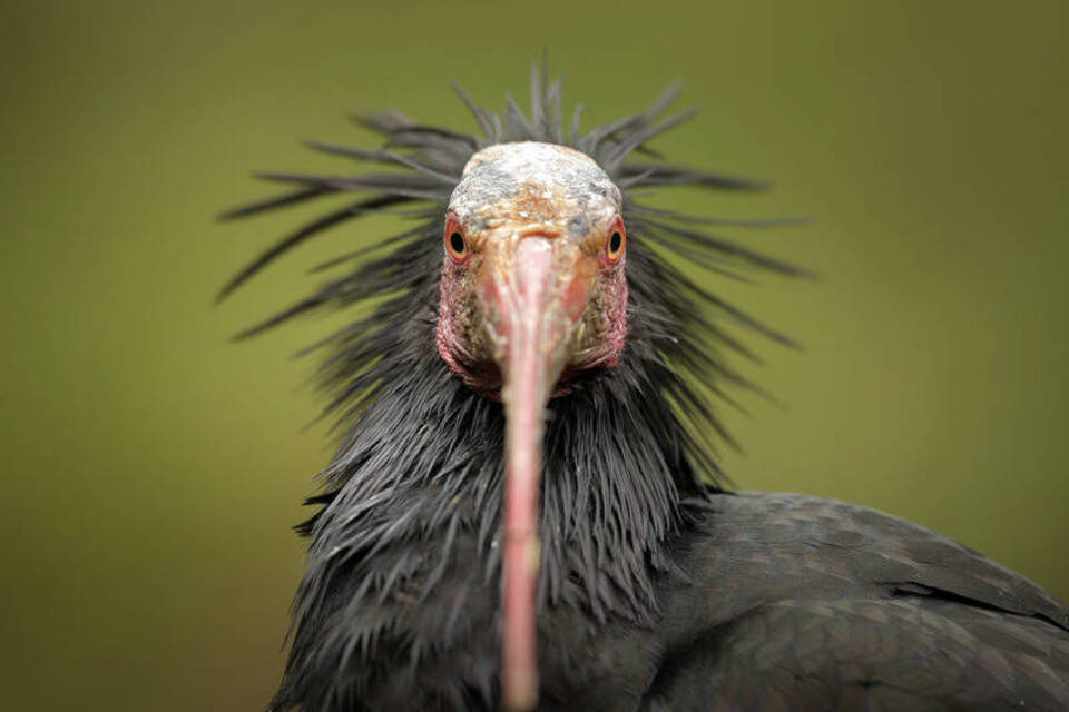 Sympathieträger mit Glatze: Waldrapp soll am Bodensee heimisch werden Sympathieträger mit Glatze: Waldrapp soll am Bodensee heimisch werden