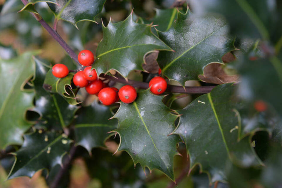 Die Vögel stehen drauf - Der Ilex schmückt im Winter den Garten Die Vögel stehen drauf - Der Ilex schmückt im Winter den Garten