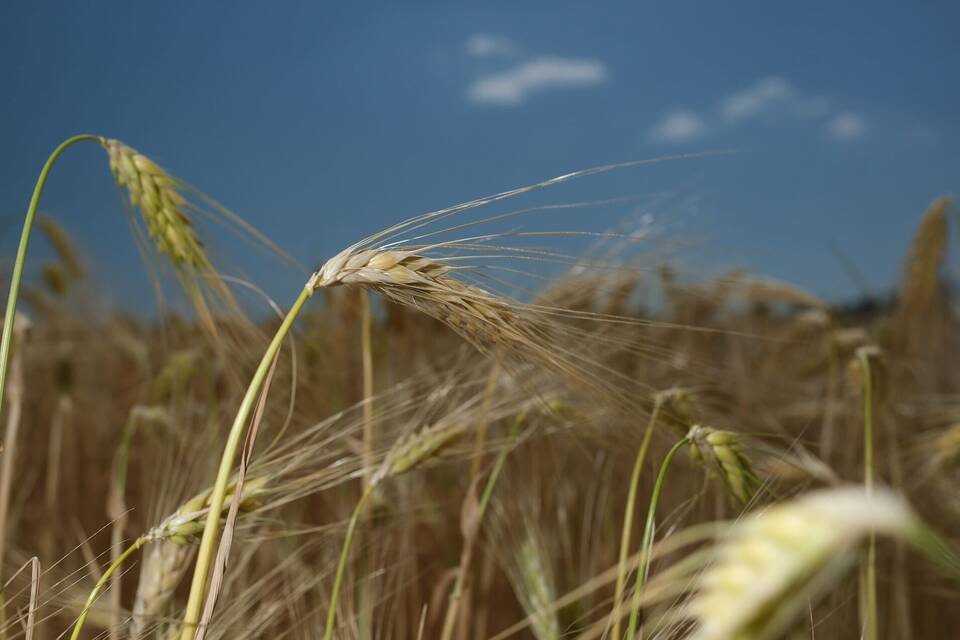 Trockenheit in der Landwirtschaft Trockenheit in der Landwirtschaft