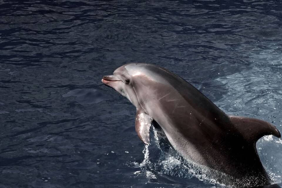 Delfin Delfin