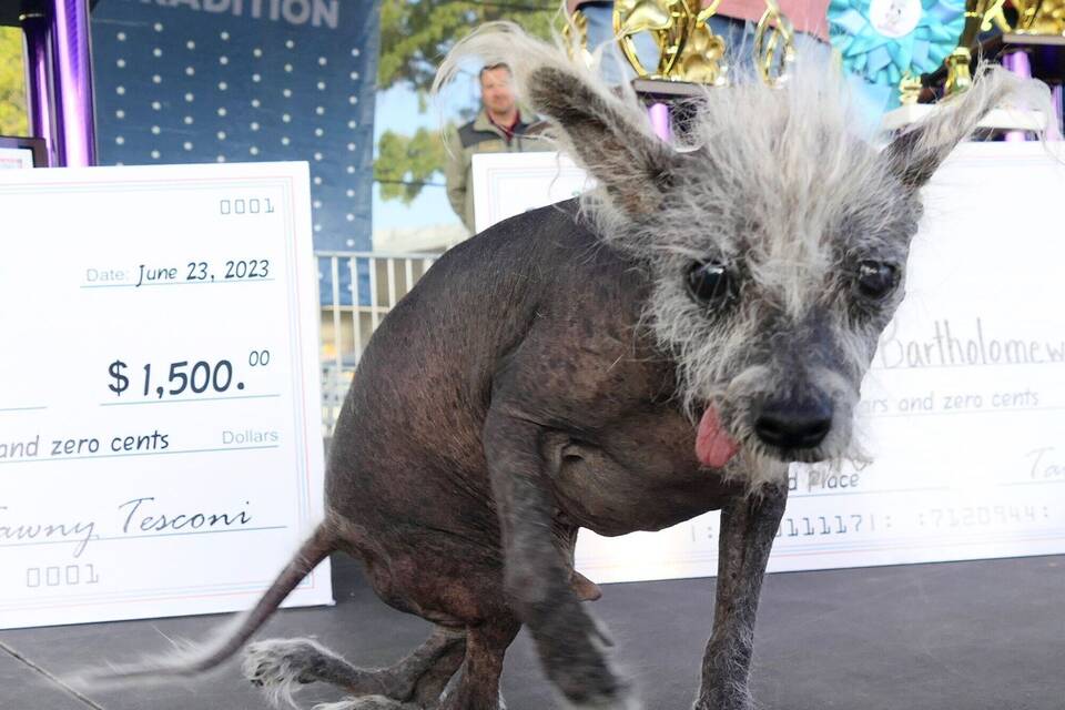 «Hässlichsten Hund der Welt» «Hässlichsten Hund der Welt»