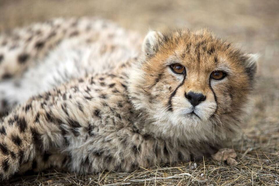 Asiatischer Gepard