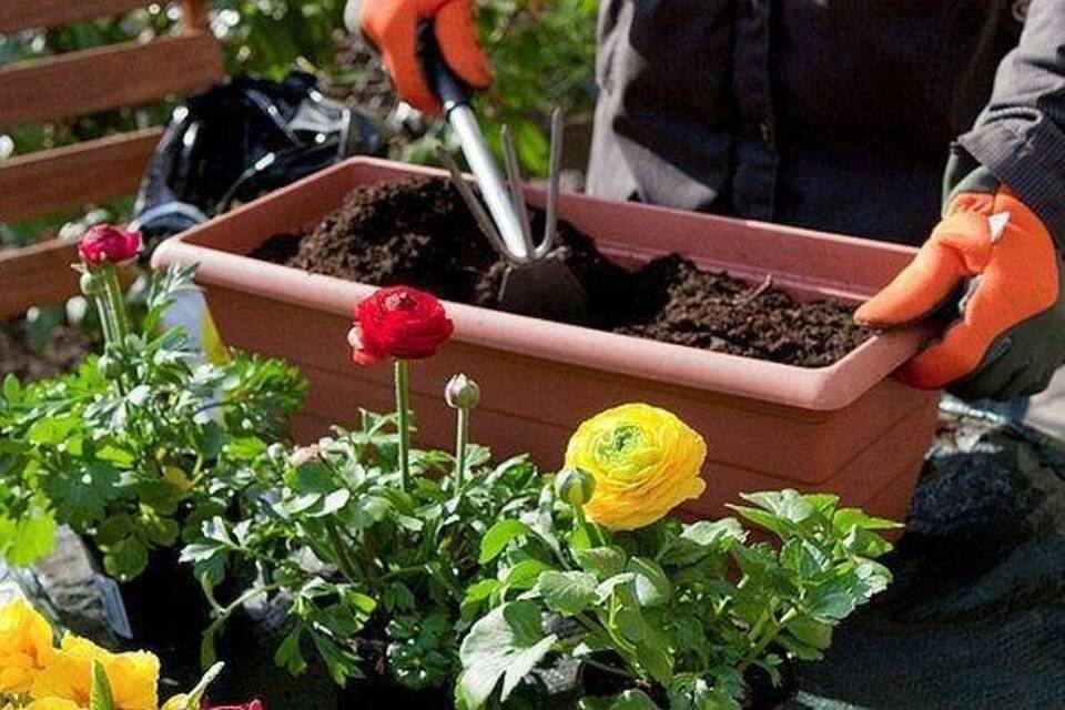 Klimaschutz auf Balkonien Alternativen zu Blumenerde mit Torf