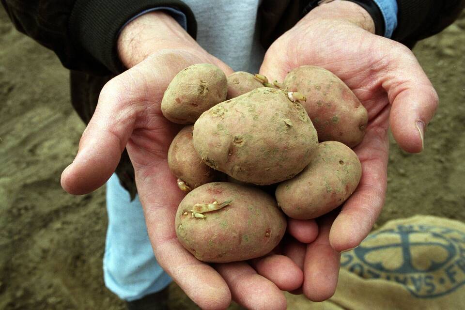 Gen-Kartoffeln Gen-Kartoffeln