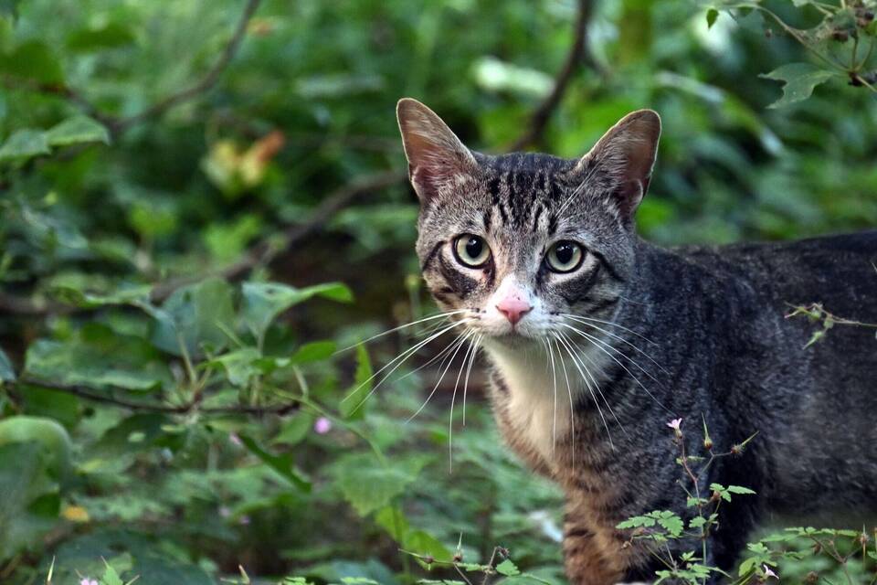 Katzen