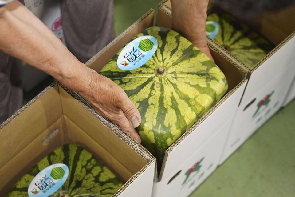 Wassermelonen in Würfelform