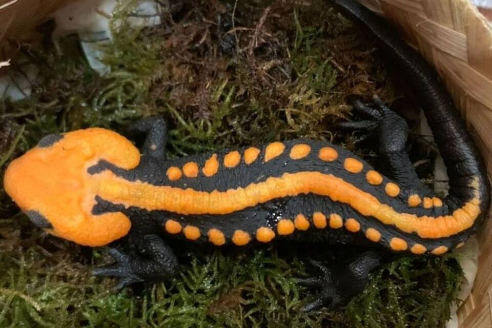 Krokodilmolch Krokodilmolch