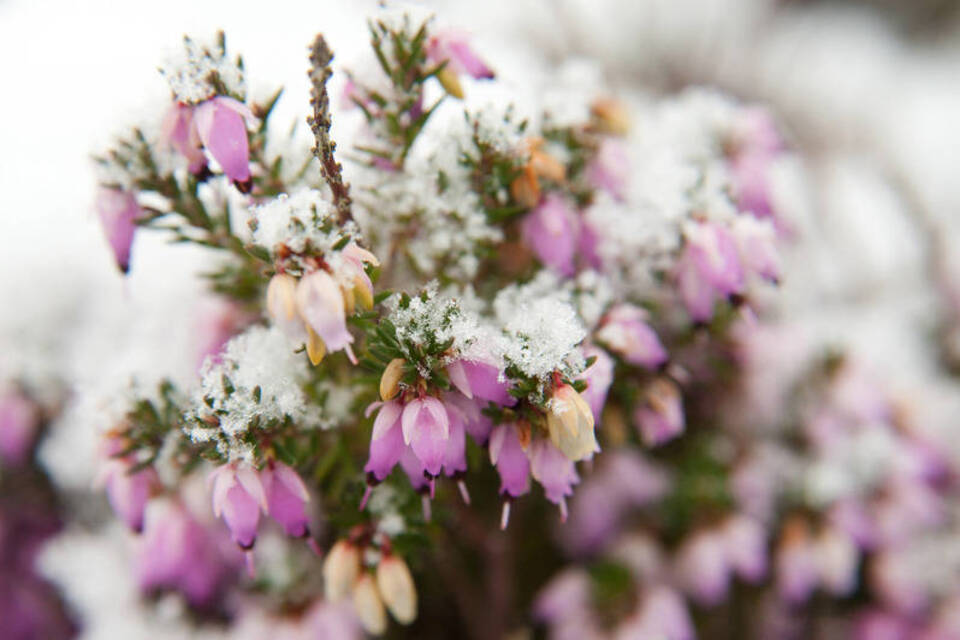 Von Schneerose bis Schneekirsche: Sie blühen im Winter so richtig auf Von Schneerose bis Schneekirsche: Sie blühen im Winter so richtig auf