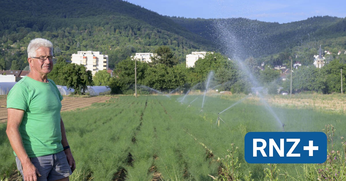 Heidelberg Ein Regenguss ist auch für die Gärtner und Landwirte viel