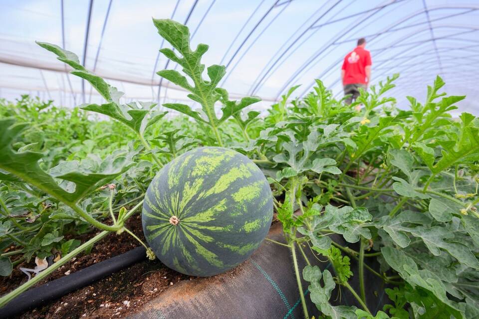 Wassermelone