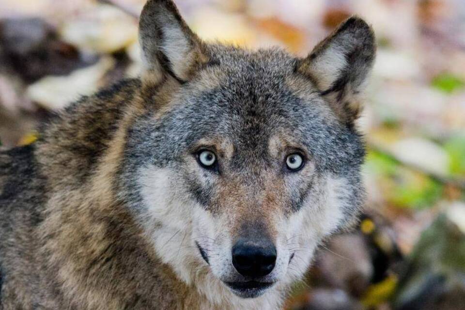 Wolf Wolf