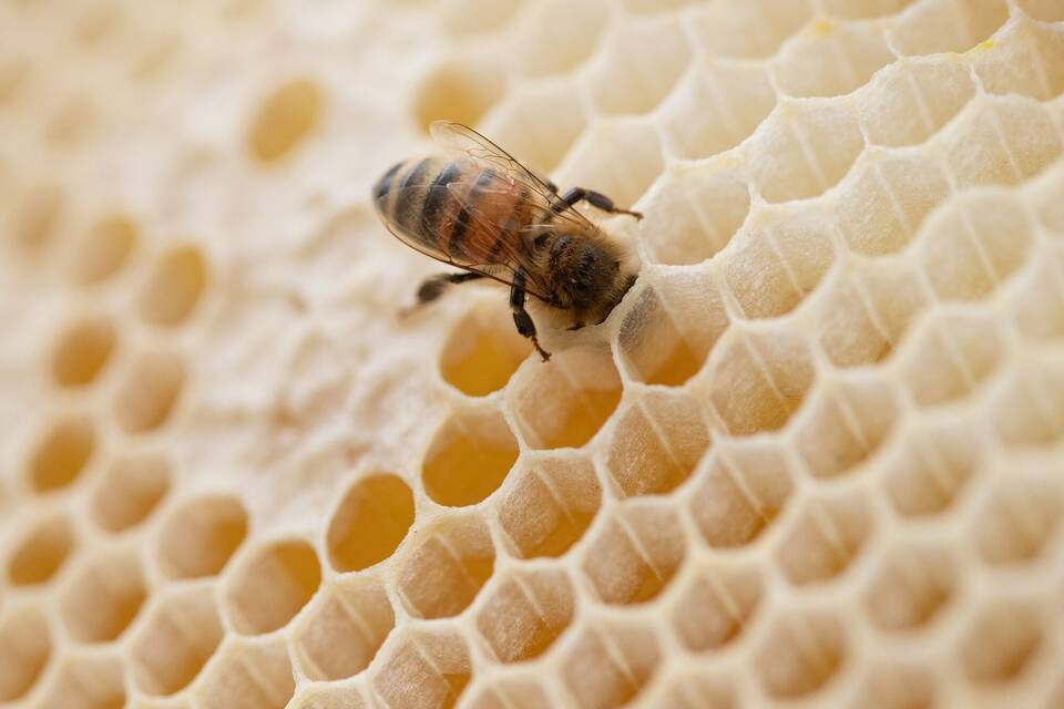 Honigernte Honigernte
