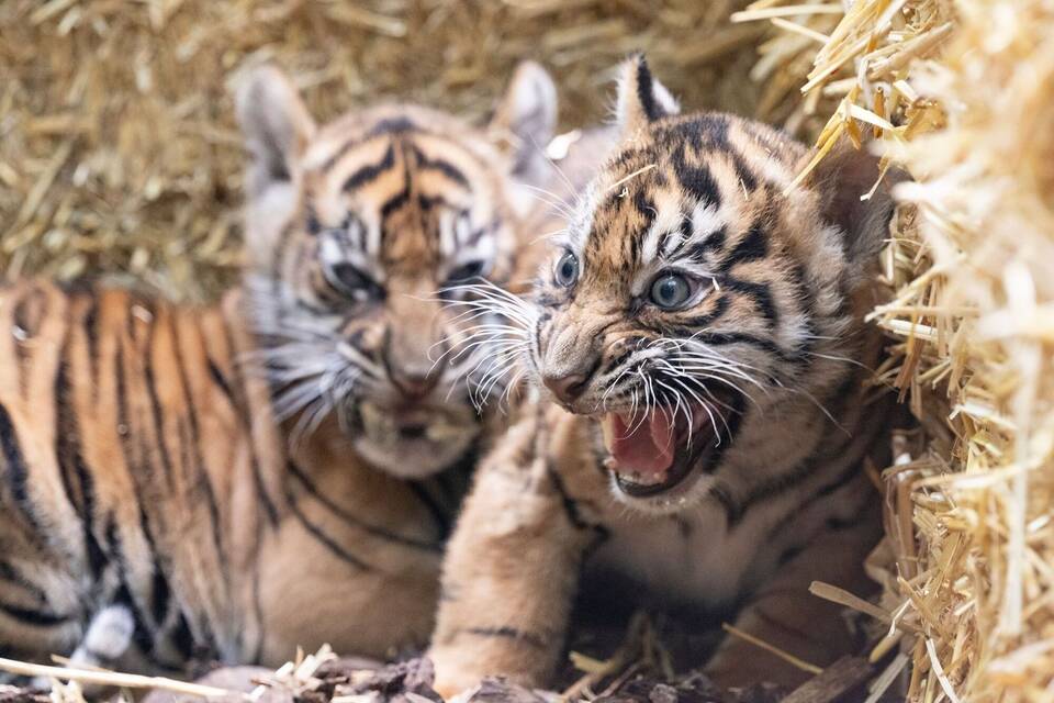 Tiger-Nachwuchs Tiger-Nachwuchs