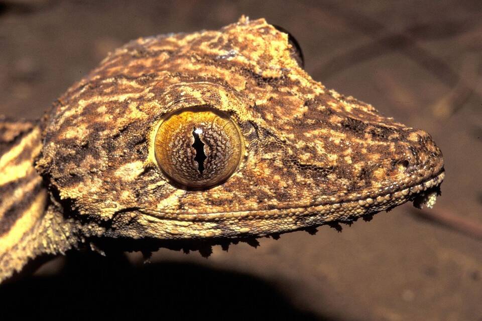 Gecko Gecko