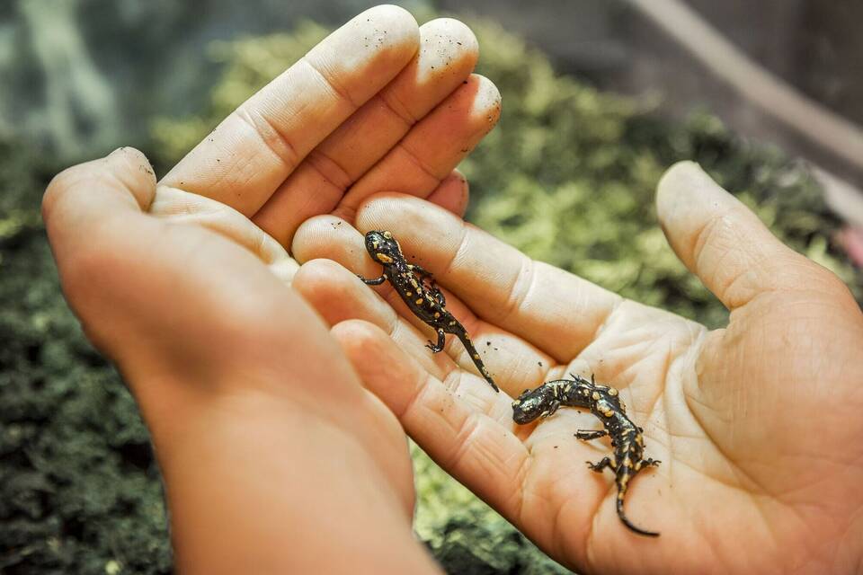 Feuersalamander