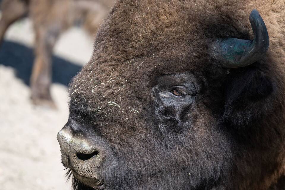 Wisent Wisent