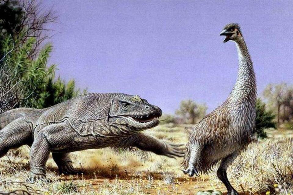 Australischer Donnervogel Australischer Donnervogel