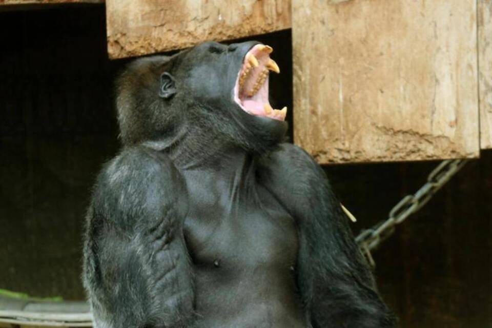 Krefelder Zoo warnt Karnevalisten Krefelder Zoo warnt Karnevalisten