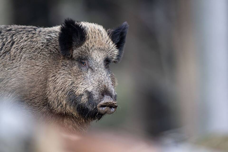 Wildschwein Wildschwein