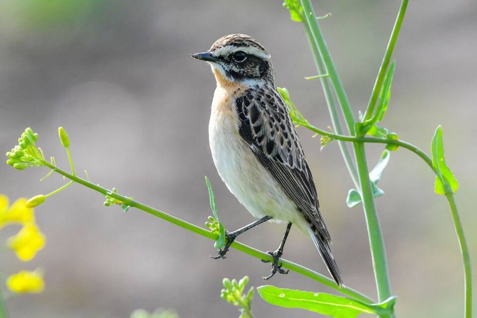 Braunkehlchen Braunkehlchen