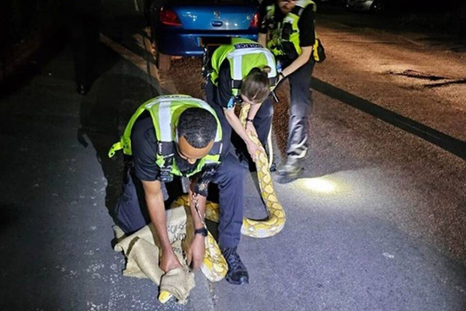 Polizei in England fängt 3,6 Meter langen Python