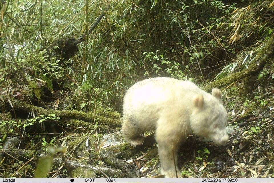 Albino-Panda in China Albino-Panda in China
