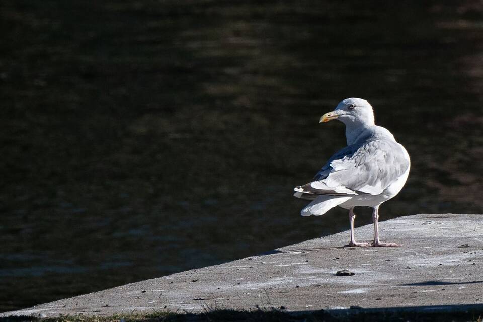 Möwen in Berlin