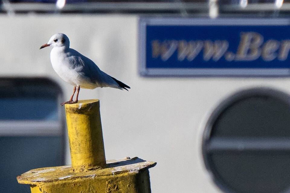 Möwe Möwe