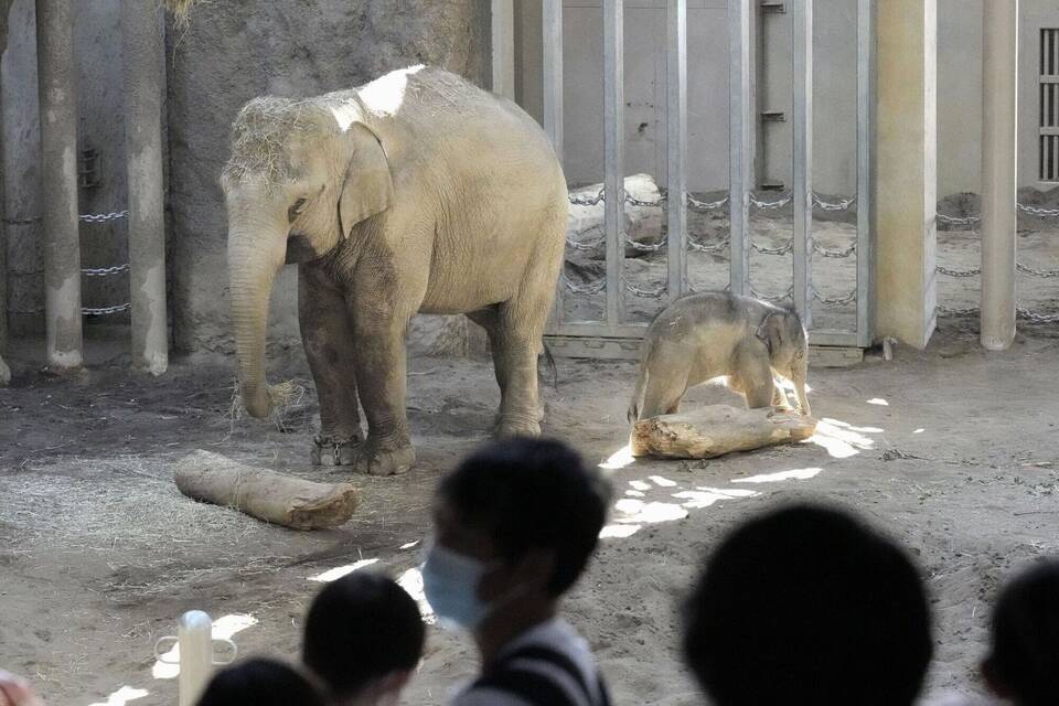 KINA - Wusstest du, dass...? - Die Babys von Elefanten