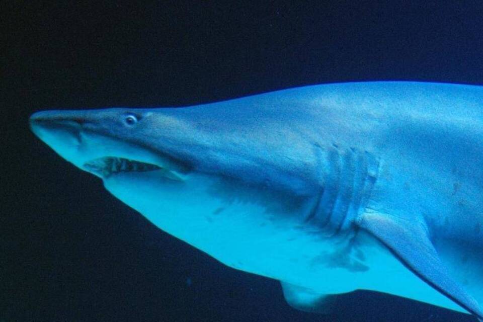 Hai Hai