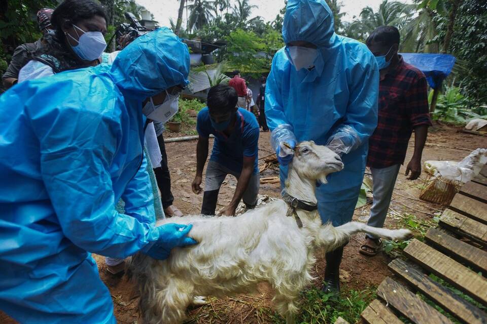 Nipah-Virus in Indien Nipah-Virus in Indien