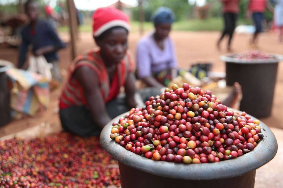 Klimawandel bedroht Kaffee-Ernte