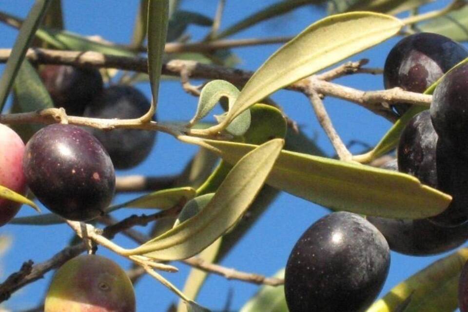 Schwarze Oliven Schwarze Oliven