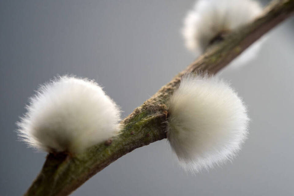Der Teddybär des Gartens: Die flauschige Blüte der Weidenkätzchen Der Teddybär des Gartens: Die flauschige Blüte der Weidenkätzchen