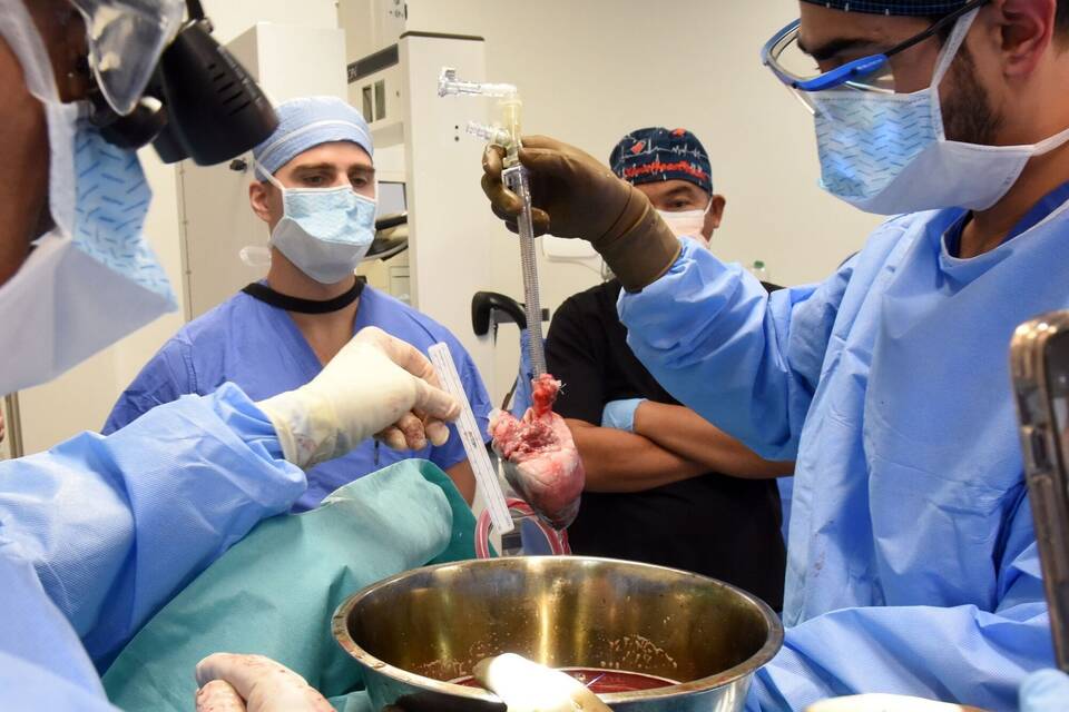 Transplantation