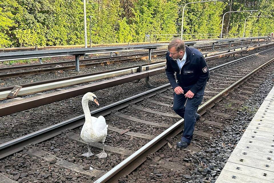 Schwan legt Hamburger U1 kurzzeitig lahm Schwan legt Hamburger U1 kurzzeitig lahm