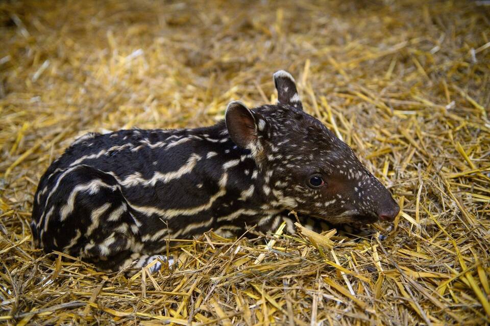 Tapir-Nachwuchs im Zoo Magdeburg Tapir-Nachwuchs im Zoo Magdeburg