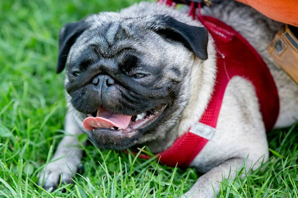 Mops Mops