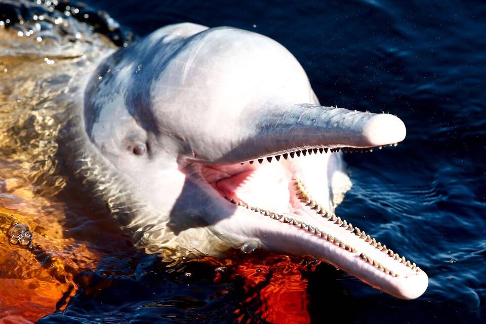 Amazonas-Flussdelfin