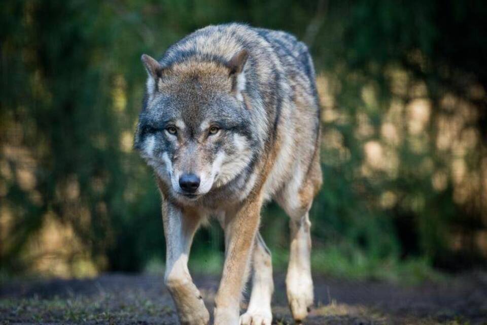 Wolf Wolf