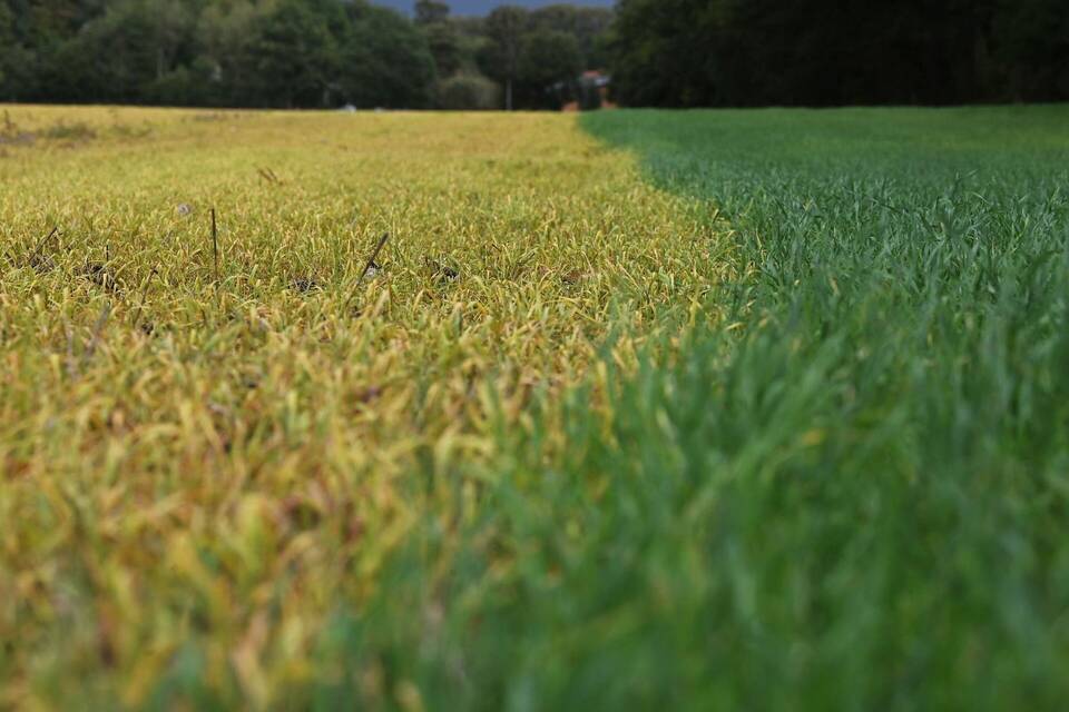 Feld nach Behandlung mit Glyphosat
